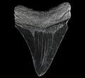 Serrated, Fossil Megalodon Tooth - Georgia #65784-2